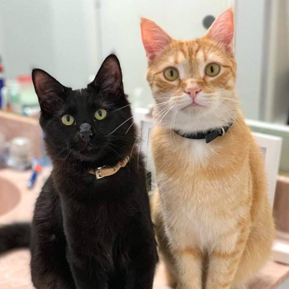 PUPTECK 2Pcs Cat Collar with Bell, Soft Leather Kitten Collar with Detachable Bell for Boy Girl Cats, Adjustable Breakaway Buckle Flea Collars for Safety, Cute Puppy Collars for Dog
